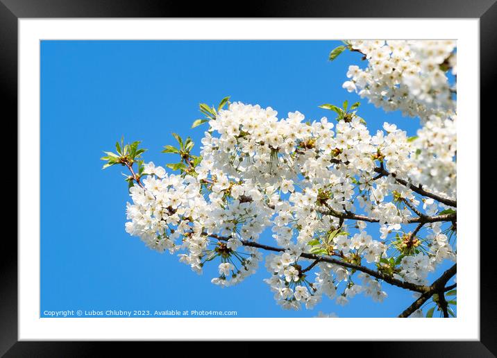 Spring blossom cherry tree flowers and blue sky Framed Mounted Print by Lubos Chlubny