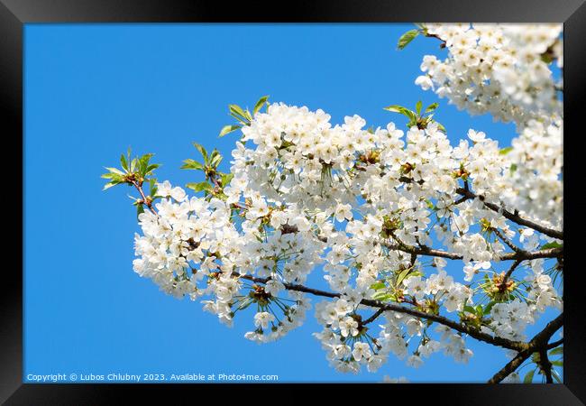 Spring blossom cherry tree flowers and blue sky Framed Print by Lubos Chlubny
