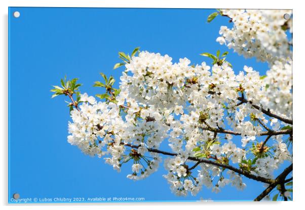 Spring blossom cherry tree flowers and blue sky Acrylic by Lubos Chlubny
