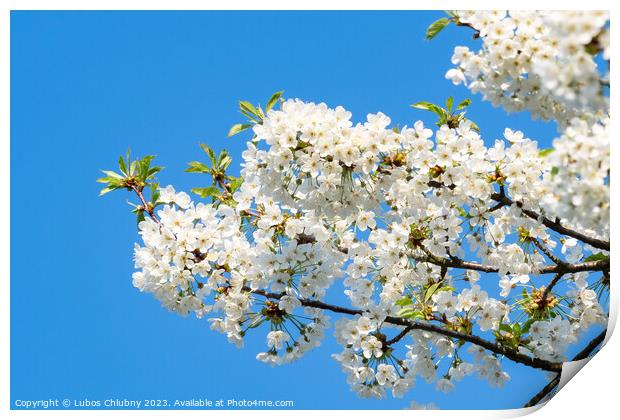 Spring blossom cherry tree flowers and blue sky Print by Lubos Chlubny