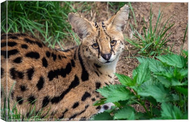 Serval cat (Leptailurus serval) beautiful animal and his portrait. Canvas Print by Lubos Chlubny