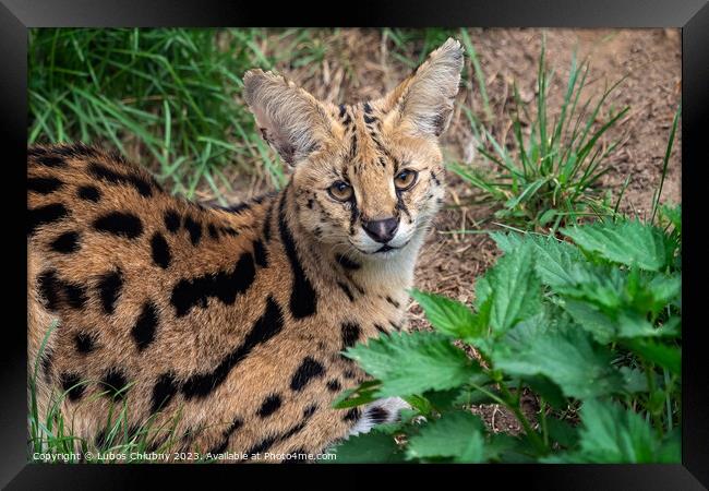 Serval cat (Leptailurus serval) beautiful animal and his portrait. Framed Print by Lubos Chlubny