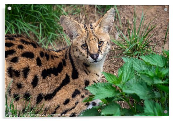 Serval cat (Leptailurus serval) beautiful animal and his portrait. Acrylic by Lubos Chlubny