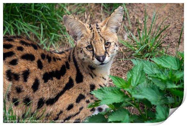 Serval cat (Leptailurus serval) beautiful animal and his portrait. Print by Lubos Chlubny