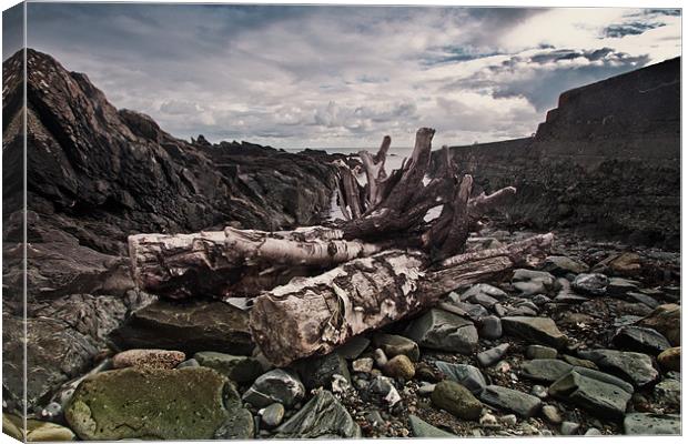 Driftwood at Old St John's Point co down Canvas Print by pauline morris