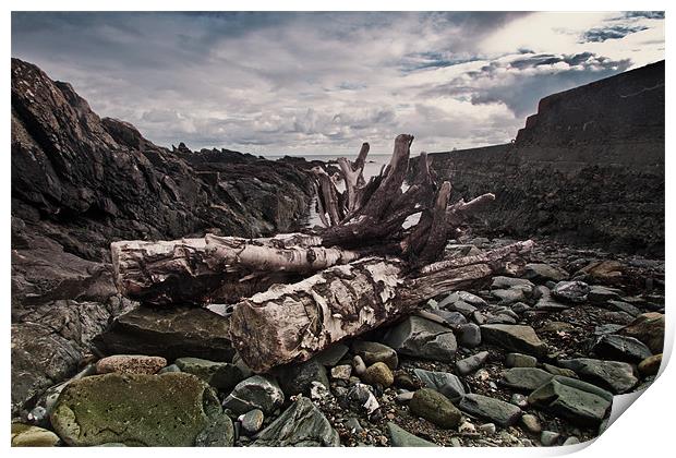 Driftwood at Old St John's Point co down Print by pauline morris