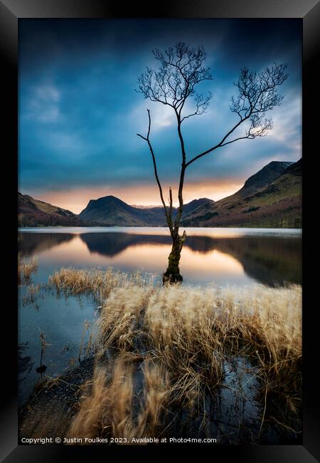 Lone tree at Buttermere, Lake District Framed Print by Justin Foulkes
