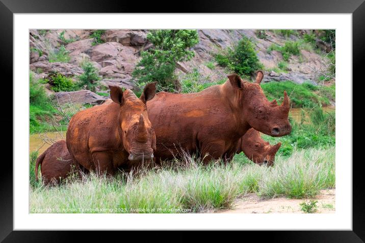 A crash of mud encrusted rhinos Framed Mounted Print by Adrian Turnbull-Kemp