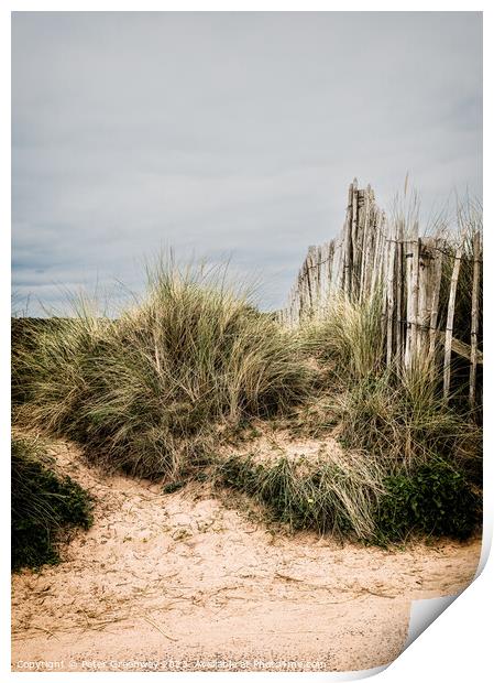 A Picket Fence & Sand Dunes On The Seafront At Dawlish Warren, D Print by Peter Greenway
