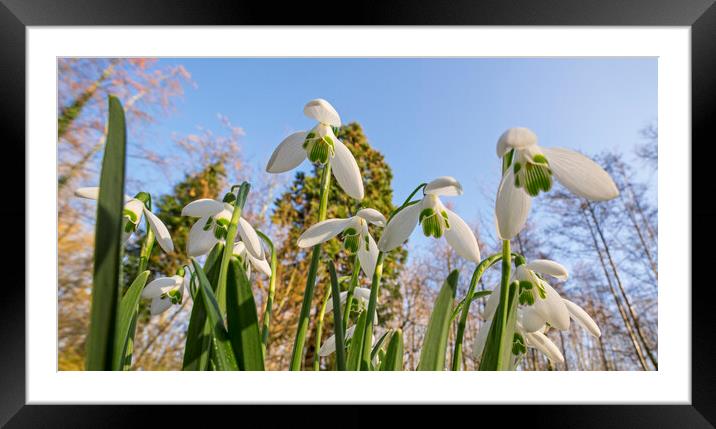 Snowdrops in Flower Framed Mounted Print by Arterra 