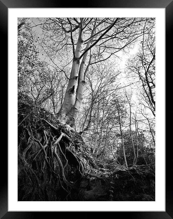 Roots Framed Mounted Print by Chris Manfield