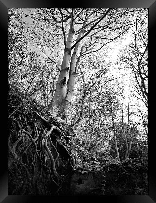 Roots Framed Print by Chris Manfield