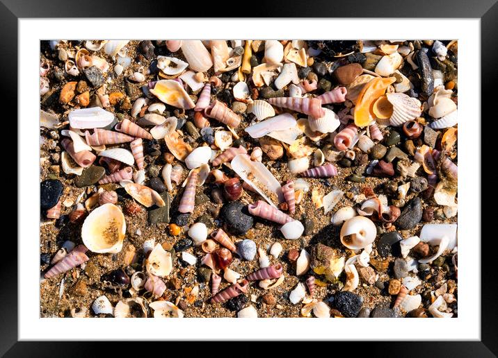Broken seashells Framed Mounted Print by Tim Hill