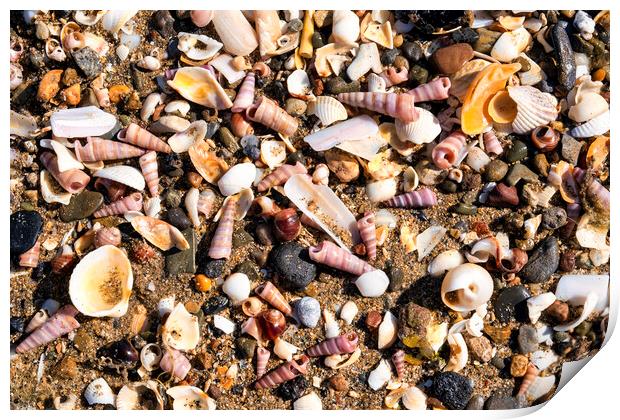 Broken seashells Print by Tim Hill
