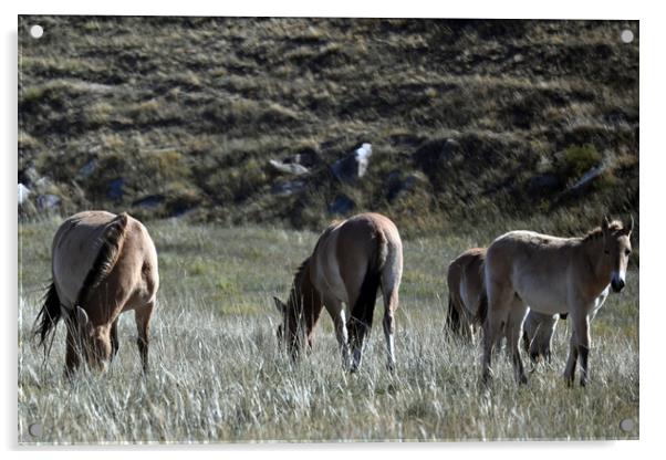 A herd of Przewalskis horse grazing on a dry grass field Acrylic by Andrew chittock