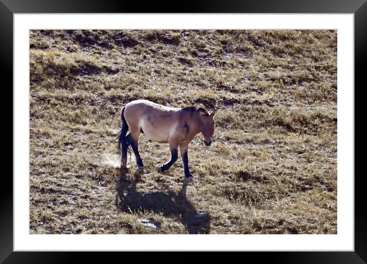 A brown cow standing on top of a dry grass field Framed Mounted Print by Andrew chittock
