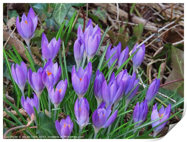 Majestic Wild Crocus Print by Nicola Clark