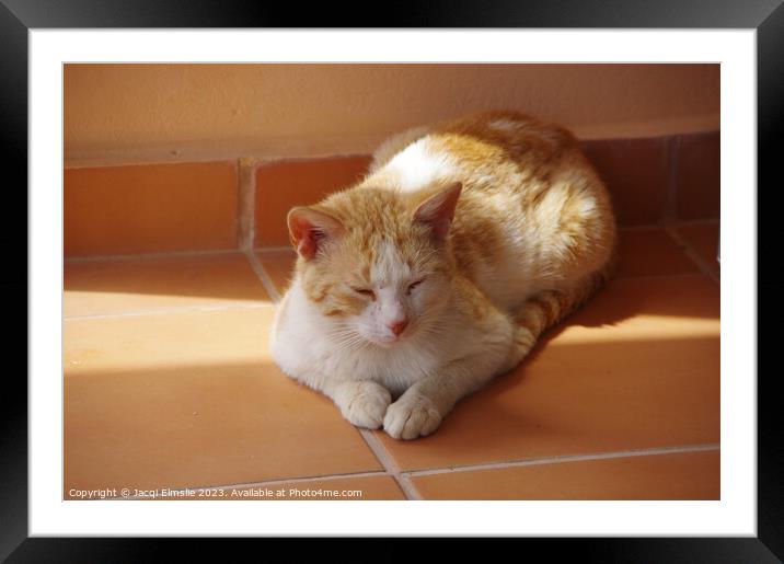 Sleeping ginger cat Framed Mounted Print by Jacqi Elmslie