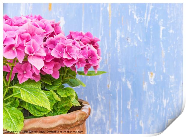 A vase of flowers on a plant Print by Alex Winter