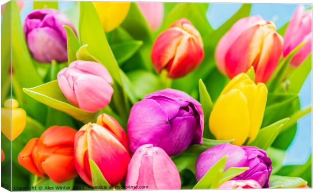 Multi-colored fresh tulips spring flowers close-up Canvas Print by Alex Winter