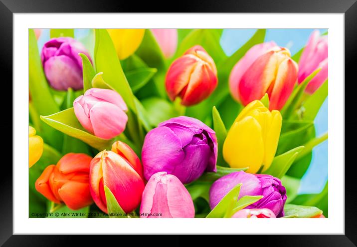 Multi-colored fresh tulips spring flowers close-up Framed Mounted Print by Alex Winter