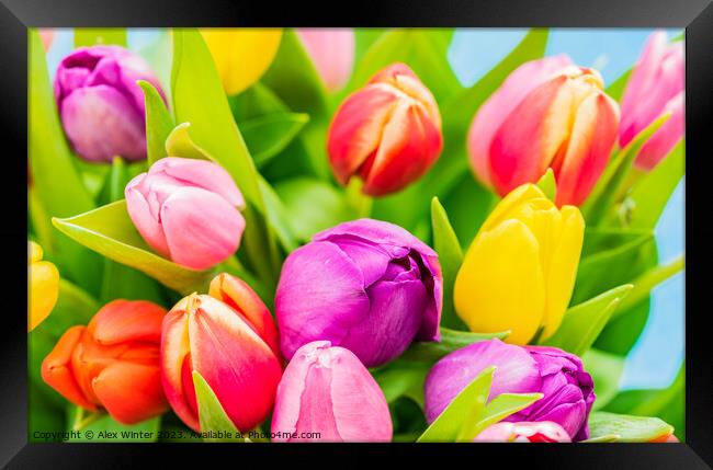 Multi-colored fresh tulips spring flowers close-up Framed Print by Alex Winter