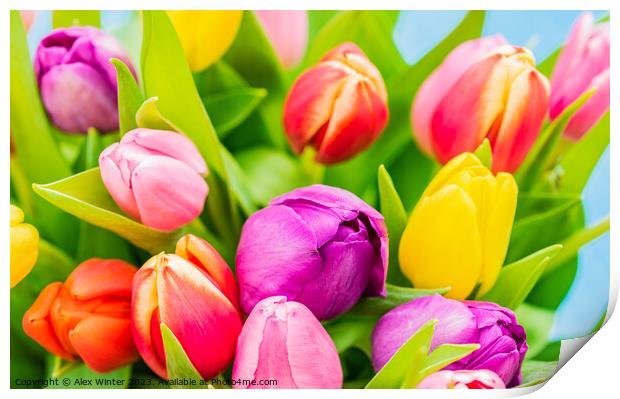 Multi-colored fresh tulips spring flowers close-up Print by Alex Winter