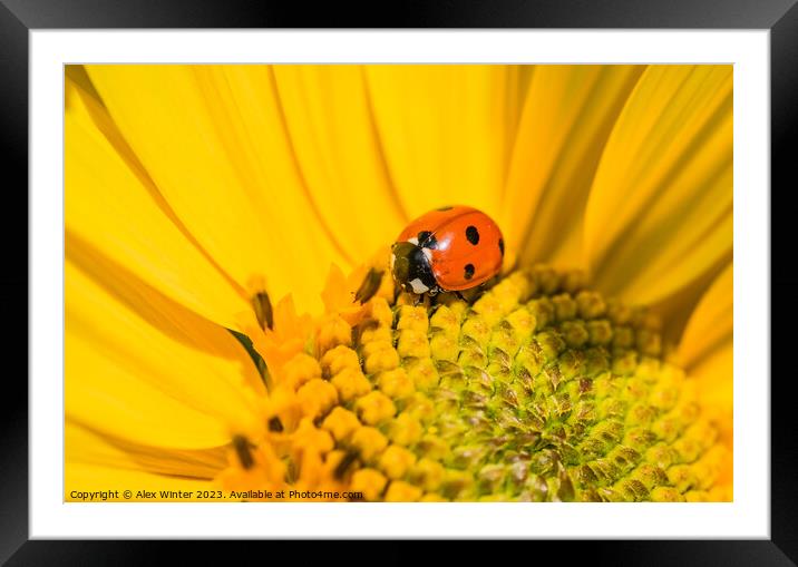 sunflower with beetle Framed Mounted Print by Alex Winter