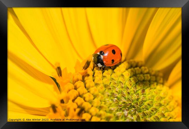 sunflower with beetle Framed Print by Alex Winter