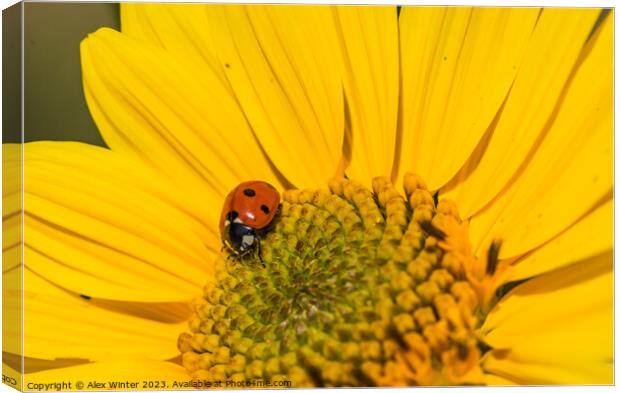 sunflower with beetle Canvas Print by Alex Winter