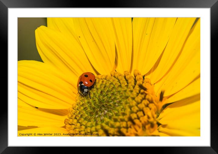 sunflower with beetle Framed Mounted Print by Alex Winter
