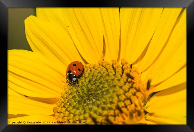 sunflower with beetle Framed Print by Alex Winter