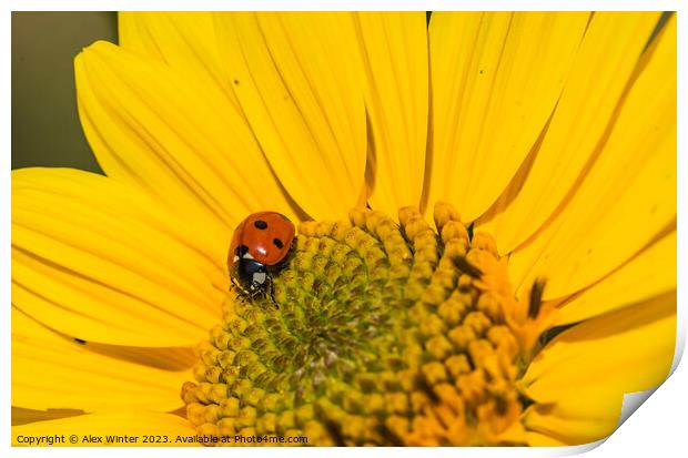 sunflower with beetle Print by Alex Winter