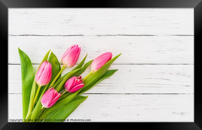 bunch of Pink tulip flowers Framed Print by Alex Winter