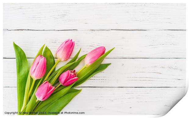 bunch of Pink tulip flowers Print by Alex Winter