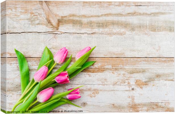 bunch of Pink tulip flowers Canvas Print by Alex Winter