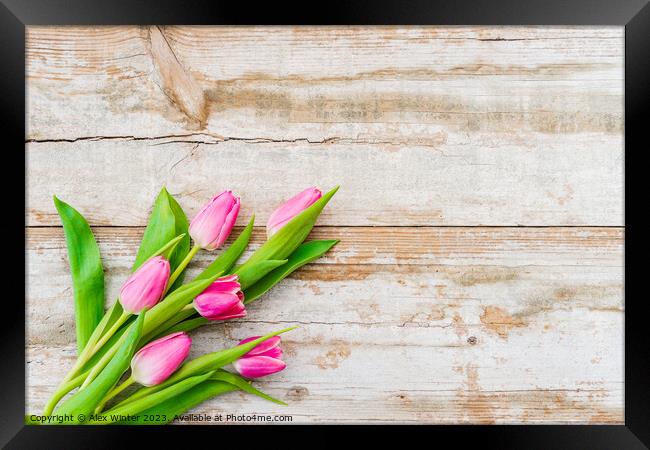 bunch of Pink tulip flowers Framed Print by Alex Winter