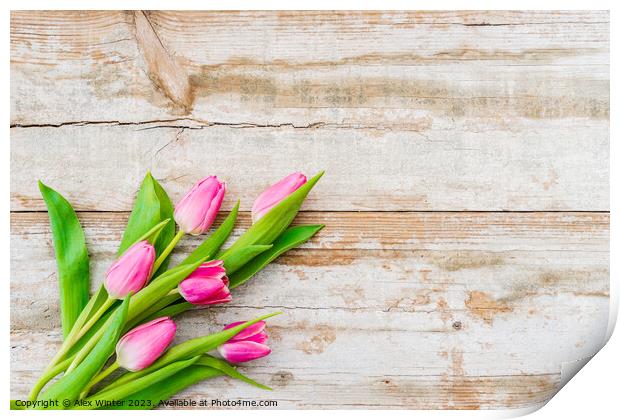 bunch of Pink tulip flowers Print by Alex Winter