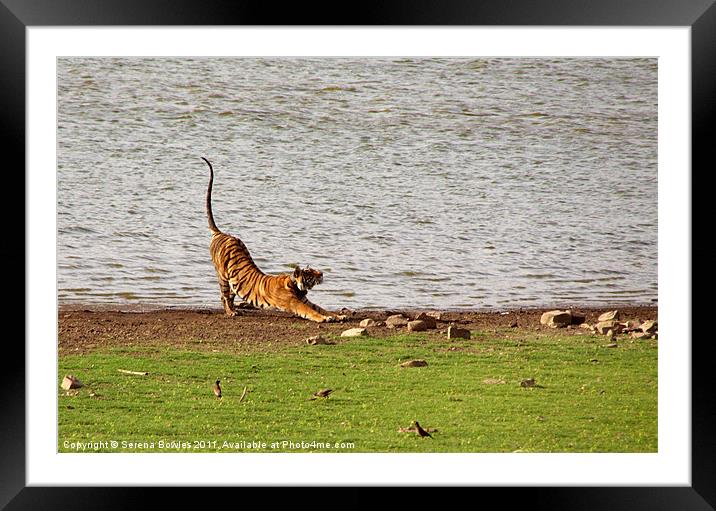 Tiger Stretching Ranthambore Framed Mounted Print by Serena Bowles