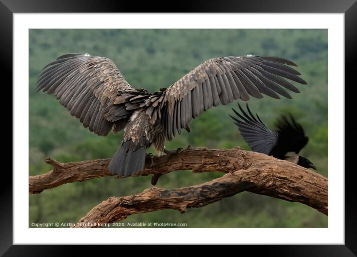 Crafty crow Framed Mounted Print by Adrian Turnbull-Kemp