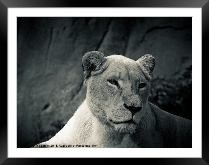white lioness Framed Mounted Print by Jo Beerens