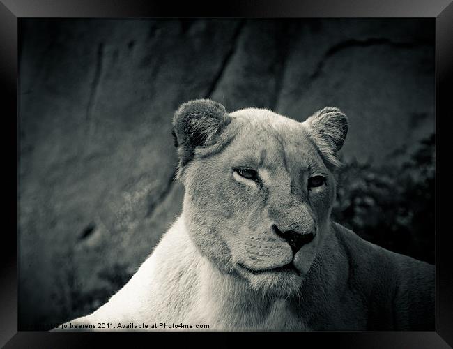 white lioness Framed Print by Jo Beerens