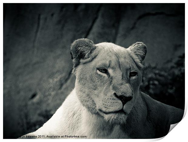 white lioness Print by Jo Beerens