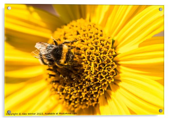 bumblebee sunflower Acrylic by Alex Winter