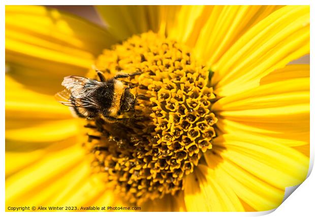 bumblebee sunflower Print by Alex Winter