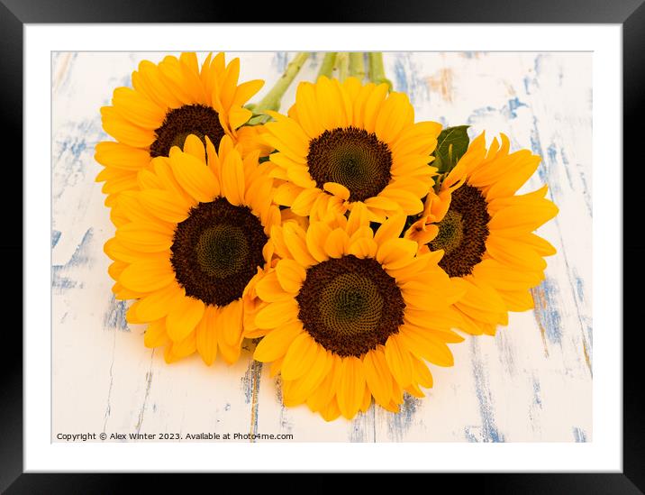 bunch of sunflowers Framed Mounted Print by Alex Winter