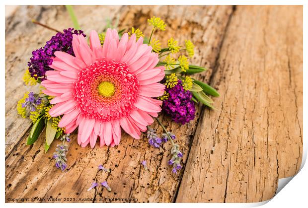 pink gerbera flower Print by Alex Winter