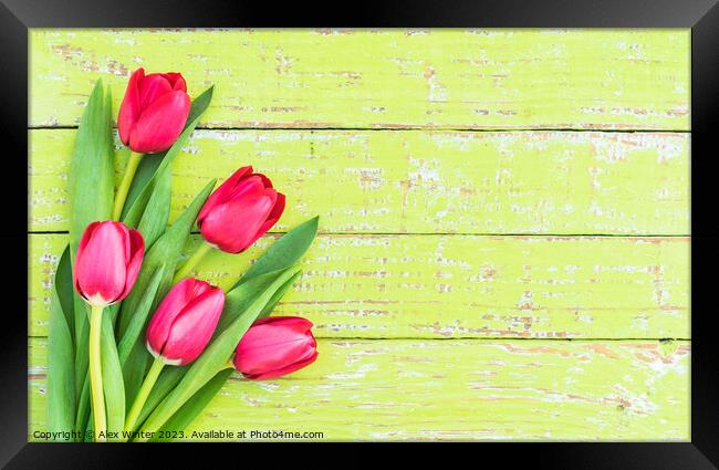 Bouquet of tulips Framed Print by Alex Winter