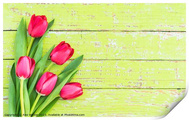 Bouquet of tulips Print by Alex Winter