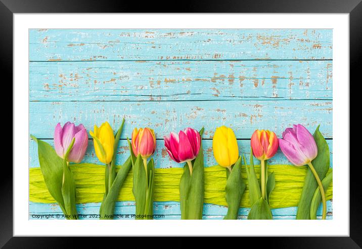 Colorful tulips Framed Mounted Print by Alex Winter